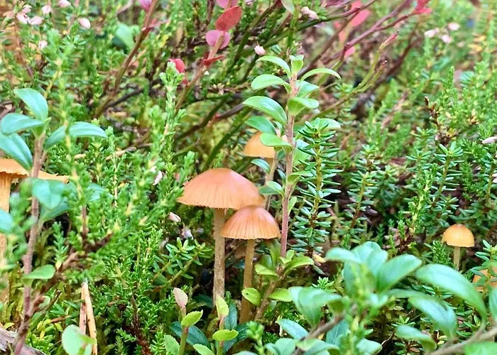 Ξενοδοχείο Arctic Skylight Äkäslompolo